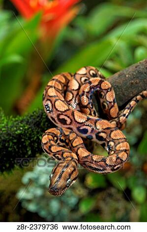 Epicrates cenchria. Young rainbow boa on a low branch. French Guiana. View Large Photo Image Stock Photograph - Epicrates cenchria. Young rainbow boa on a low branch. French Guiana.. Fotosearch