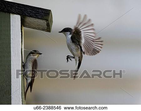 Stock Photograph - European Pied Flycatcher, Ficedula hypoleuca, Stockholm, Sweden. Fotosearch