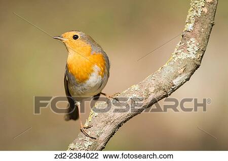 European Robin (Erithacus rubecula) perched on branch. Collserola Natural Park. Catalonia. Spain. View Large Photo Image Stock Image - European Robin (Erithacus rubecula) perched on branch. Collserola Natural Park. Catalonia. Spain.. Fotosearch