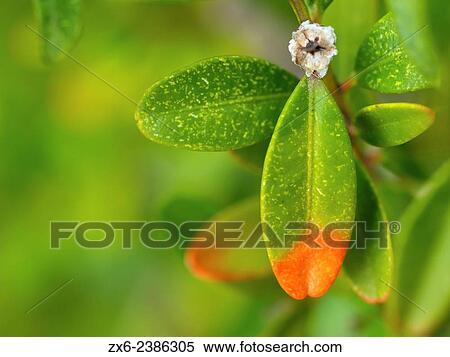 Stock Photography - Evergreen shrub, European Box leaf (Buxus sempervirens). Els Ports Natural Park; Montsia Region; Tarragona Province; Catalonia; Spain.. Fotosearch