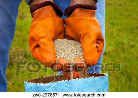 Farmer pouring clover seed through gloved hands into bag. View Large Photo Image Stock Image - Farmer pouring clover seed through gloved hands into bag.. Fotosearch