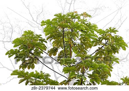 Fast growing cecropia tree in the mist. French Guiana. View Large Photo Image Picture - Fast growing cecropia tree in the mist. French Guiana.. Fotosearch