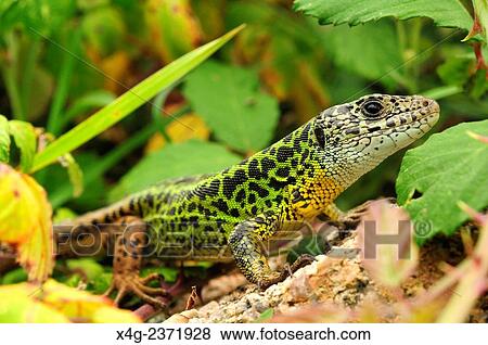 Stock Photo - Female Iberian emerald lizard or Schreiber's green lizard (Lacerta schreiberi).. Fotosearch