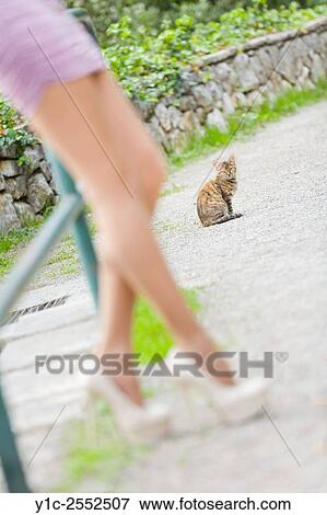 Female legs and small kitten in background. View Large Photo Image Stock Photo - Female legs and small kitten in background.. Fotosearch