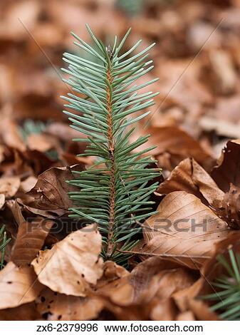 Fir sprout amongst beech leaves. Montseny Natural Park. Barcelona province, Catalonia, Spain. View Large Photo Image Stock Photograph - Fir sprout amongst beech leaves. Montseny Natural Park. Barcelona province, Catalonia, Spain.. Fotosearch