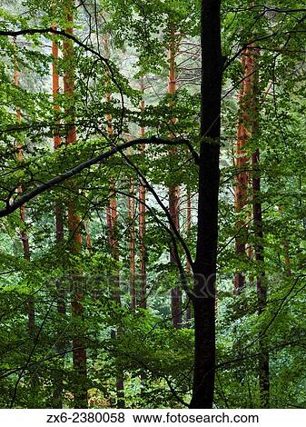 Fir trunks seen through the beech forest. Montseny Natural Park. Barcelona province, Catalonia, Spain. View Large Photo Image Stock Photo - Fir trunks seen through the beech forest. Montseny Natural Park. Barcelona province, Catalonia, Spain.. Fotosearch