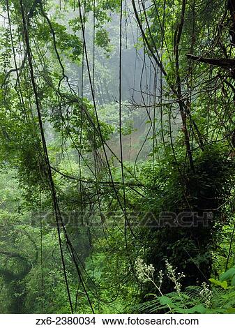 Flora diversity forest. Montseny Natural Park. Barcelona province, Catalonia, Spain. View Large Photo Image Picture - Flora diversity forest. Montseny Natural Park. Barcelona province, Catalonia, Spain.. Fotosearch