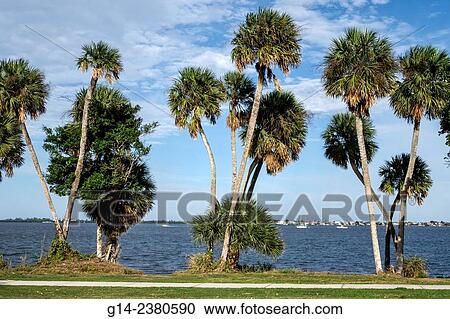 Florida, Jensen Beach, Indian River Lagoon, cabbage sabal palm trees, water View Large Photo Image Stock Image - Florida, Jensen Beach, Indian River Lagoon, cabbage sabal palm trees, water. Fotosearch