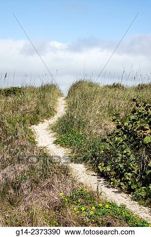 Florida, Sebastian, Sebastian Inlet State Park, natural sand dune, grass, path, hill View Large Photo Image Stock Image - Florida, Sebastian, Sebastian Inlet State Park, natural sand dune, grass, path, hill. Fotosearch