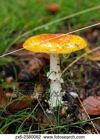 Stock Image - Fly agaris mushroom (Amanita muscaria var. formosa). Montseny Natural Park. Barcelona province, Catalonia, Spain.. Fotosearch