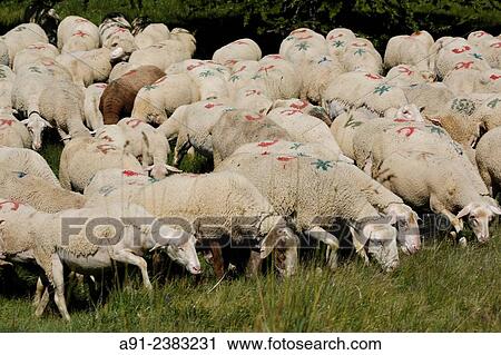 France, Provence, Hautes Alpes (05), Risoul, Shepherd Olivier Jego and his ewe sheeps herd. View Large Photo Image Stock Image - France, Provence, Hautes Alpes (05), Risoul, Shepherd Olivier Jego and his ewe sheeps herd.. Fotosearch