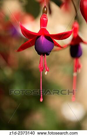 Fuschia in Scottish garden. View Large Photo Image Stock Image - Fuschia in Scottish garden.. Fotosearch