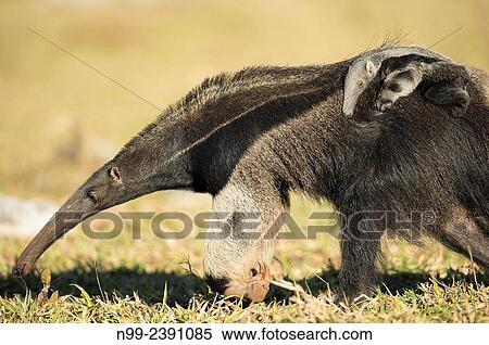 Giant anteater (Myrmecophaga tridactyla), female with cub on its back, walking in farmland, Mato Grosso do Sul, Brazil. View Large Photo Image Stock Photography - Giant anteater (Myrmecophaga tridactyla), female with cub on its back, walking in farmland, Mato Grosso do Sul, Brazil.. Fotosearch