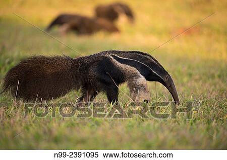 Stock Photography - Giant anteater (Myrmecophaga tridactyla), meeting of three solitary animals in grassland, Mato Grosso do Sul, Brazil.. Fotosearch