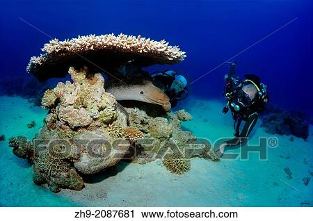 Giant moray (Gymnothorax javanicus), Red Sea, Egypt, Africa. View Large Photo Image Stock Image - Giant moray (Gymnothorax javanicus), Red Sea, Egypt, Africa.. Fotosearch