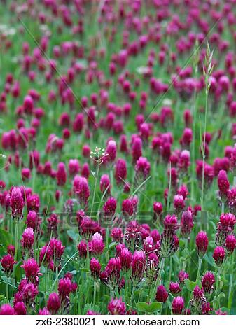 Grass flowers. Springtime at Montseny Natural Park. Barcelona province, Catalonia, Spain. View Large Photo Image Stock Image - Grass flowers. Springtime at Montseny Natural Park. Barcelona province, Catalonia, Spain.. Fotosearch