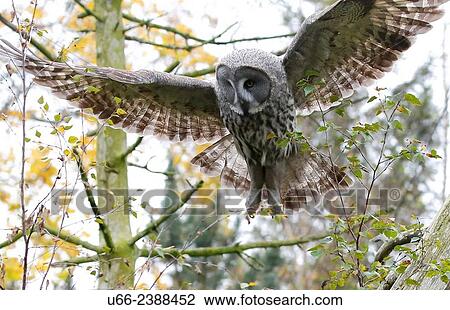 Stock Image - Great Grey Owl, Strix nebulosa, Skansen, Stockholm, Sweden. Fotosearch