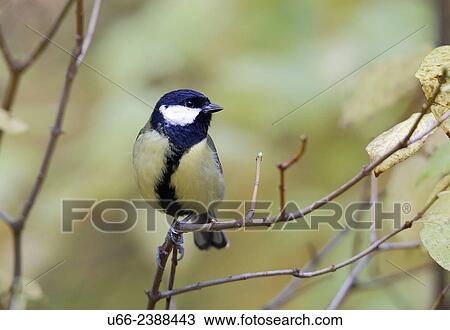 Stock Image - Great Tit (Parus major), Stockholm, Sweden. Fotosearch