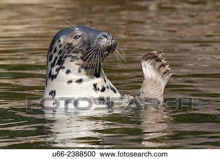Grey seal (Halichoerus grypus), Stockholm, Sweden View Large Photo Image Stock Image - Grey seal (Halichoerus grypus), Stockholm, Sweden. Fotosearch