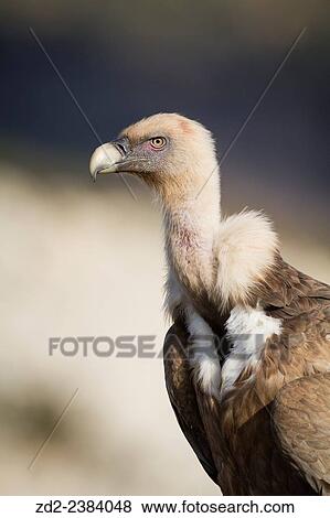 Griffon Vulture (Gyps fulvus) portrait. Lleida province. Catalonia. Spain. View Large Photo Image Stock Photo - Griffon Vulture (Gyps fulvus) portrait. Lleida province. Catalonia. Spain.. Fotosearch
