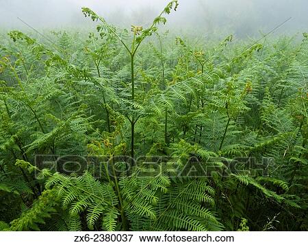 Group of Common brackens (Pteridium aquilinum). Montseny Natural Park. Barcelona province, Catalonia, Spain. View Large Photo Image Stock Photo - Group of Common brackens (Pteridium aquilinum). Montseny Natural Park. Barcelona province, Catalonia, Spain.. Fotosearch