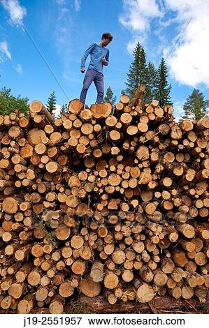 Harvested wood northern Sweden. View Large Photo Image Stock Photo - Harvested wood northern Sweden.. Fotosearch