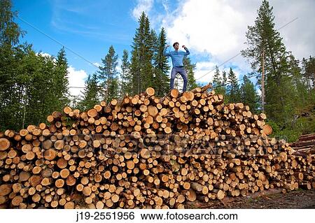 Harvested wood northern Sweden. View Large Photo Image Stock Photograph - Harvested wood northern Sweden.. Fotosearch