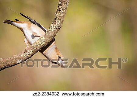 Hawfinch (Coccothraustes coccothraustes) upside down on branch. Collserola Natural Park. Catalonia. Spain. View Large Photo Image Stock Image - Hawfinch (Coccothraustes coccothraustes) upside down on branch. Collserola Natural Park. Catalonia. Spain.. Fotosearch