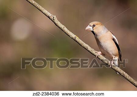 Hawfinch (Coccothraustes coccothraustes) perched on branch. Collserola Natural Park. Catalonia. Spain. View Large Photo Image Stock Photograph - Hawfinch (Coccothraustes coccothraustes) perched on branch. Collserola Natural Park. Catalonia. Spain.. Fotosearch