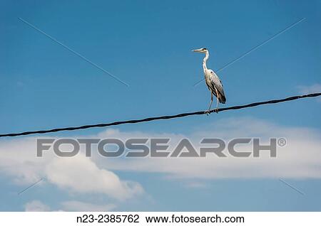 Heron perched on a light cord in El Palmar, Valencia, Spain. View Large Photo Image Stock Image - Heron perched on a light cord in El Palmar, Valencia, Spain.. Fotosearch