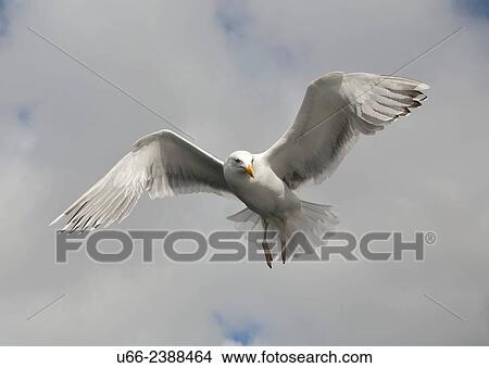 Herring Gull, Larus argentatus, Lofoten, Norway View Large Photo Image Picture - Herring Gull, Larus argentatus, Lofoten, Norway. Fotosearch