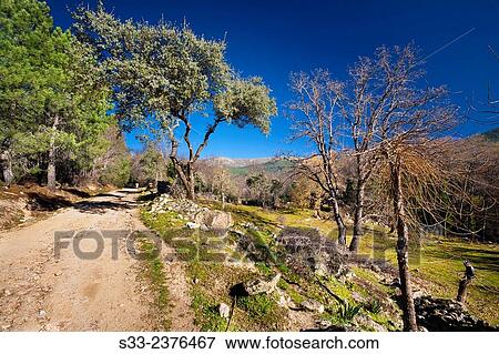 Hornillos road in the Sierra de Gredos. La Adrada. Avila. Castilla Leon. Spain. Europe. View Large Photo Image Stock Photo - Hornillos road in the Sierra de Gredos. La Adrada. Avila. Castilla Leon. Spain. Europe.. Fotosearch