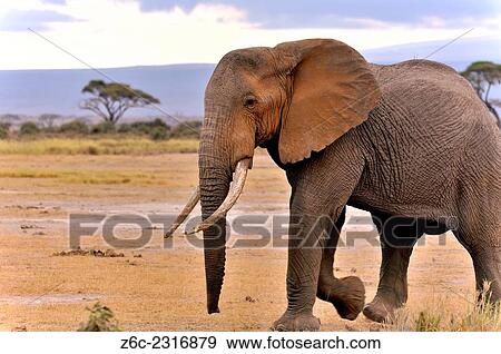 Impressive big single elephant, Loxodonta africana, in the National Park of Amboseli, Kenya. View Large Photo Image Stock Photo - Impressive big single elephant, Loxodonta africana, in the National Park of Amboseli, Kenya.. Fotosearch