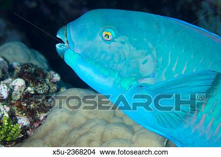 Indian steephead parrotfish, Scarus strongycephalus, beak open feeding. View Large Photo Image Picture - Indian steephead parrotfish, Scarus strongycephalus, beak open feeding.. Fotosearch