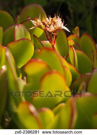Jade plant, Friendship tree, Lucky plant or Money plant and flowers (Crassula ovata). Barcelona, Catalonia, Spain. View Large Photo Image Stock Image - Jade plant, Friendship tree, Lucky plant or Money plant and flowers (Crassula ovata). Barcelona, Catalonia, Spain.. Fotosearch