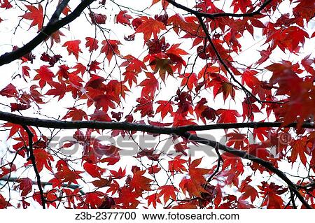 Japanese Maple tree, Acer japonicum, with red leaves, Frelinghuysen Arboretum, Morristown, New Jersey, NJ, USA. View Large Photo Image Stock Image - Japanese Maple tree, Acer japonicum, with red leaves, Frelinghuysen Arboretum, Morristown, New Jersey, NJ, USA.. Fotosearch