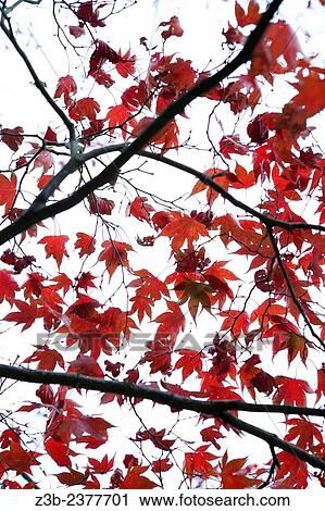 Japanese Maple tree, Acer japonicum, with red leaves, Frelinghuysen Arboretum, Morristown, New Jersey, NJ, USA. View Large Photo Image Stock Image - Japanese Maple tree, Acer japonicum, with red leaves, Frelinghuysen Arboretum, Morristown, New Jersey, NJ, USA.. Fotosearch