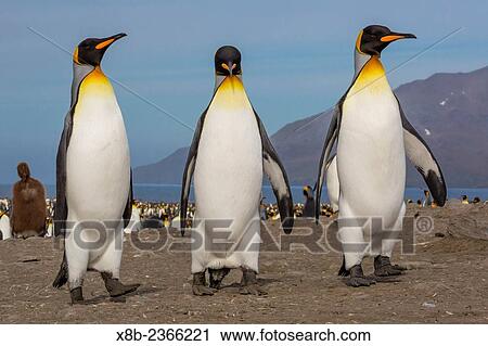 Stock Image - King penguin, Aptenodytes patagonicus, breeding colony at St. Andrews Bay, South Georgia, UK Overseas Protectorate.. Fotosearch