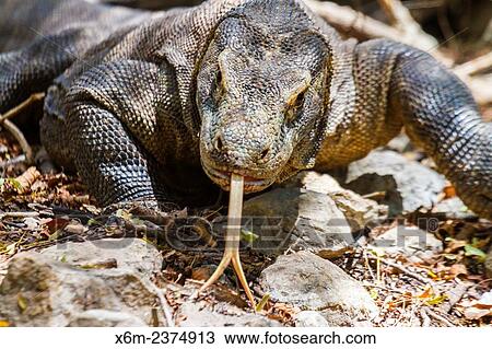 Komodo dragon (Varanus komodoensis). Rinca island. Komodo National Park. Indonesia, Asia. View Large Photo Image Stock Image - Komodo dragon (Varanus komodoensis). Rinca island. Komodo National Park. Indonesia, Asia.. Fotosearch
