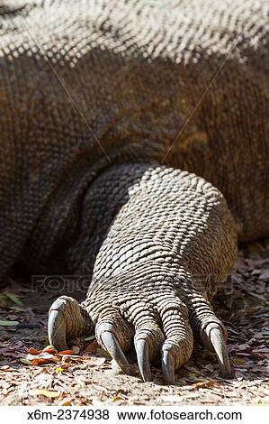 Komodo dragon (Varanus komodoensis). Komodo island. Komodo National Park. Indonesia, Asia. View Large Photo Image Stock Photo - Komodo dragon (Varanus komodoensis). Komodo island. Komodo National Park. Indonesia, Asia.. Fotosearch