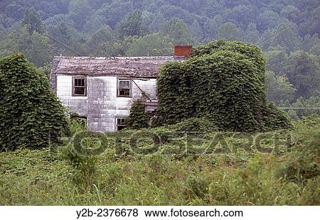 Stock Photo - Kudzu is a wild growing plant seen throughout southern usa.. Fotosearch