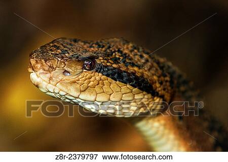 Lachesis muta. Bushmaster close-up. French Guiana. View Large Photo Image Stock Photo - Lachesis muta. Bushmaster close-up. French Guiana.. Fotosearch