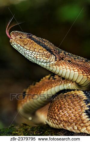 Lachesis muta. Bushmaster sticking tongue out. French Guiana. View Large Photo Image Stock Photography - Lachesis muta. Bushmaster sticking tongue out. French Guiana.. Fotosearch