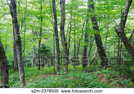 Lafayette Brook Scenic Area in the White Mountains, New Hampshire USA during the summer months. View Large Photo Image Stock Photography - Lafayette Brook Scenic Area in the White Mountains, New Hampshire USA during the summer months.. Fotosearch