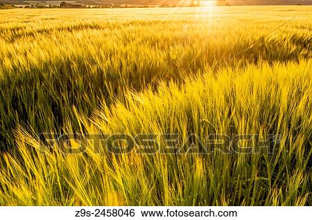 Late Summer evening in Wheat field near Harvest time. Farmland in Milford, County Carlow, Ireland. View Large Photo Image Stock Photograph - Late Summer evening in Wheat field near Harvest time. Farmland in Milford, County Carlow, Ireland.. Fotosearch