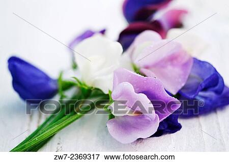Stock Photo - Lathyrus oderatus Sweet Peas.. Fotosearch