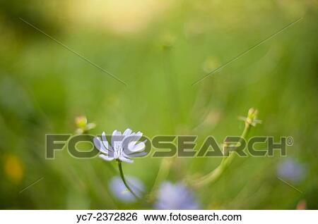Linum. View Large Photo Image Stock Photograph - Linum.. Fotosearch