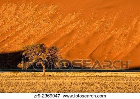 Stock Photo - Lone tree with ornage sand dune in background, Namib Desrt, Sossusvlei, Namibia, Africa.. Fotosearch