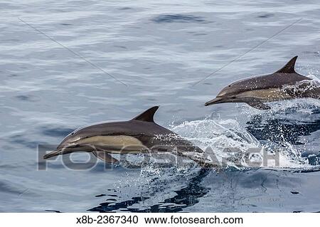 Long-beaked common dolphin, Delphinus capensis, pair leaping near Isla Danzante, Baja California Sur, Mexico. View Large Photo Image Stock Image - Long-beaked common dolphin, Delphinus capensis, pair leaping near Isla Danzante, Baja California Sur, Mexico.. Fotosearch