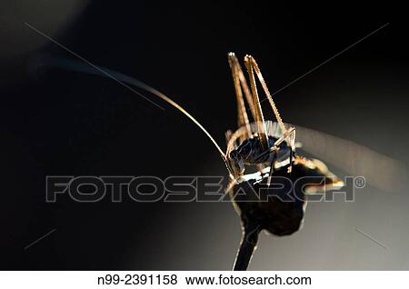 Long-horned grasshopper (Tettigoniidae), Provence, France. View Large Photo Image Stock Photo - Long-horned grasshopper (Tettigoniidae), Provence, France.. Fotosearch